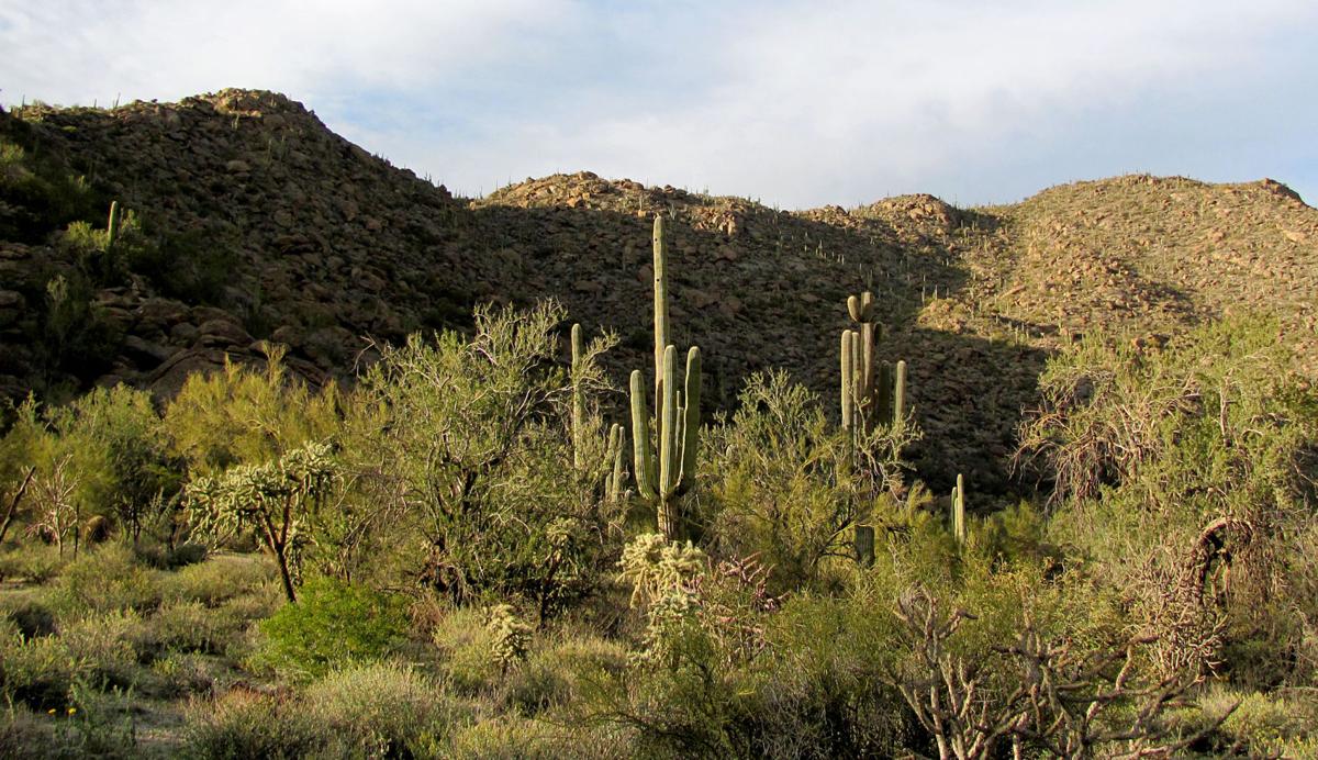 Tortolita Mountains