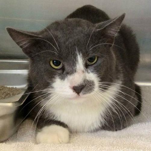 Pima Animal Care Center