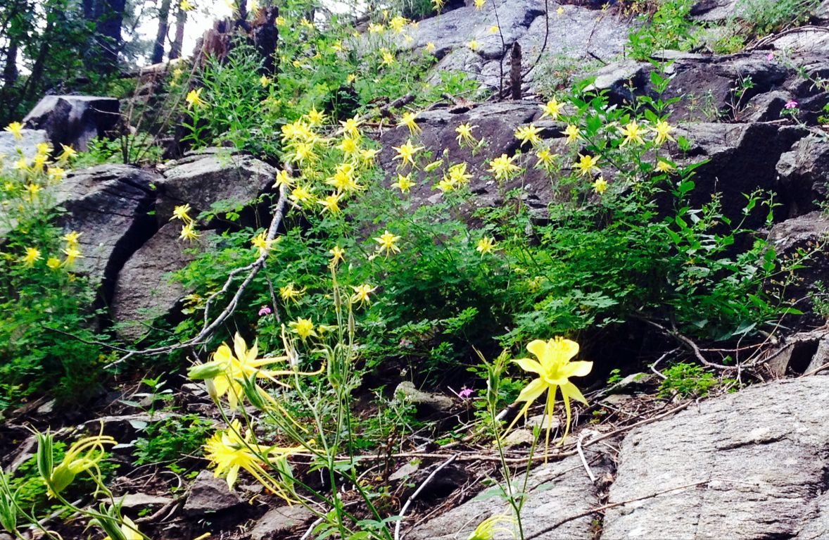 Yellow blooms and gray granite
