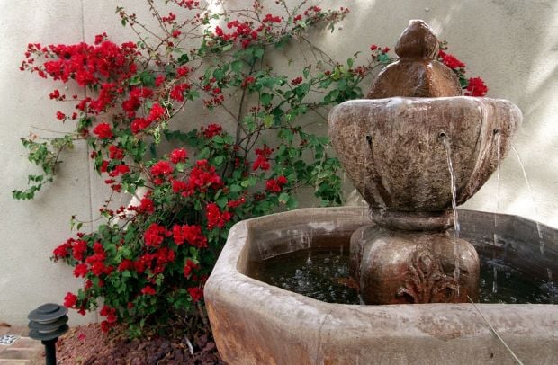 Colorful, hearty bougainvillea save blooms for warmer months 