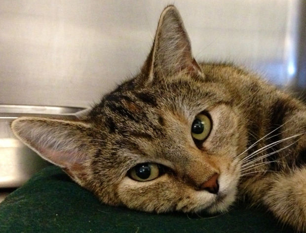 Pima Animal Care Center adoptions