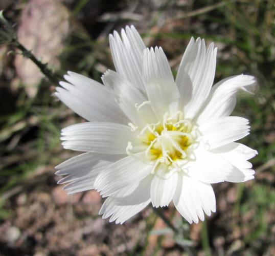 Desert chicory on Gates Pass