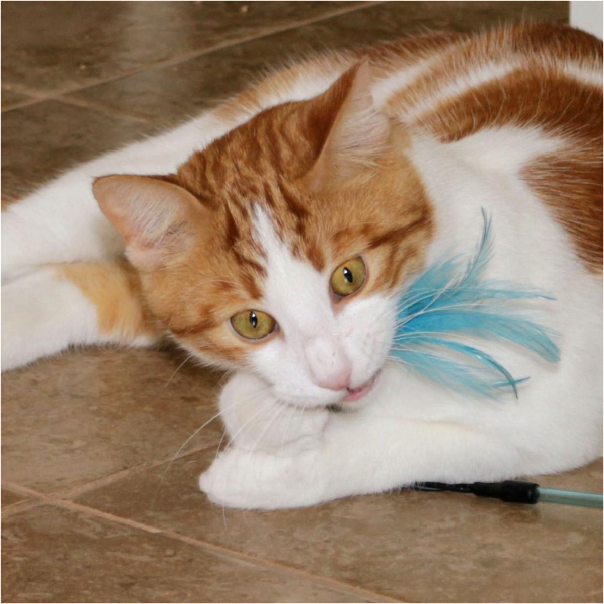Adopt A Friend: Valentino