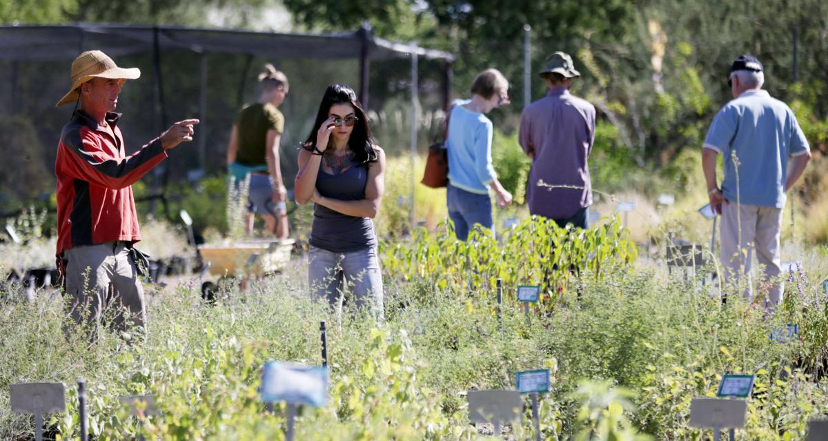 Plant selection: Desert Survivors