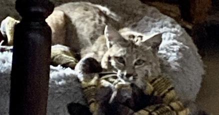 San Manuel homeowner finds bobcat lounging on doggy bed