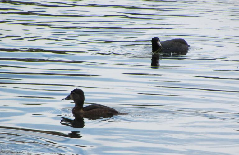 Waterfowl at Agua Caliente Park