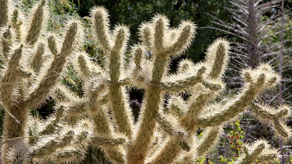 What To Do When You Ve Been Stuck With Cactus Needles Local News Tucson Com