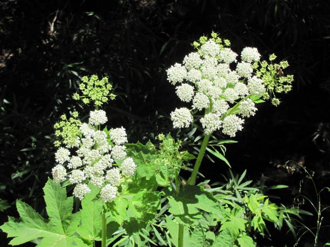 Cow parsnip