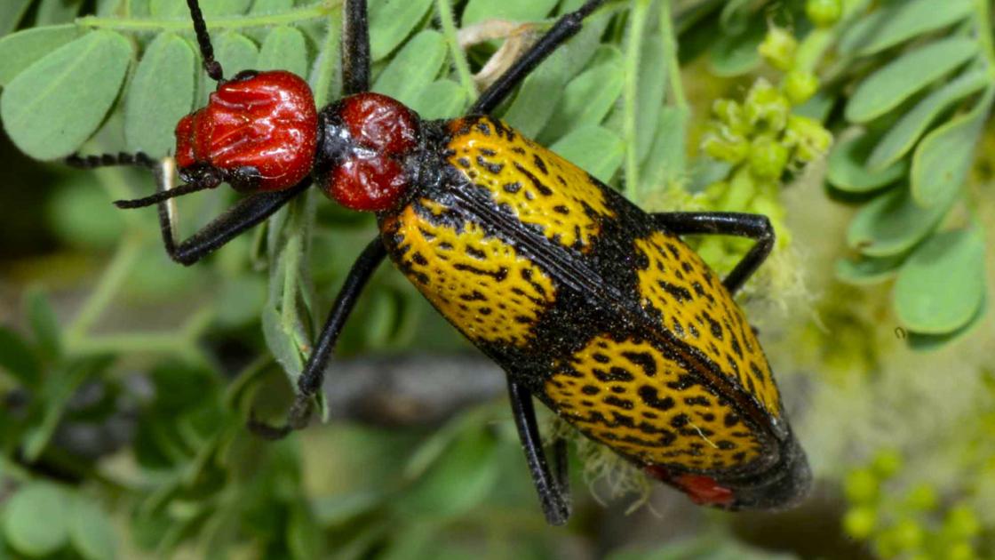 Beautiful Beetles and Pretty Bugs! | Saddlebag Notes | tucson.com