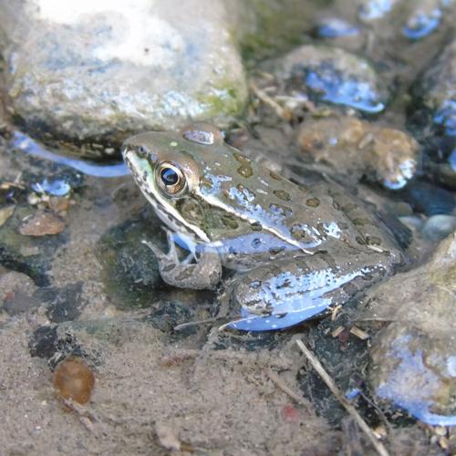 Beyond the Surface: Life Inside a Spring