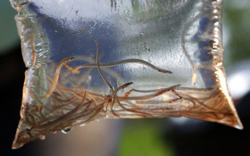 Poached eels: US strikes at illegal harvests as value grows