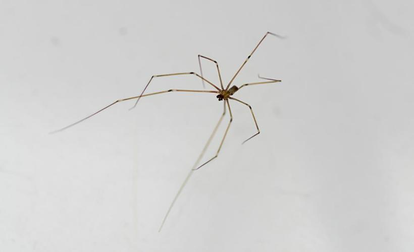 Daddy-Long-Legs.jpg