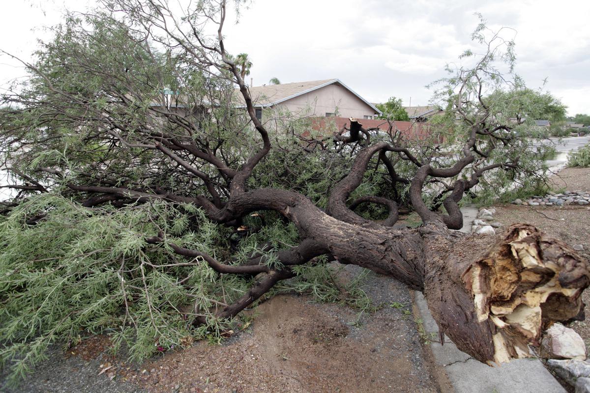 Uprooted Tree Tucson Com
