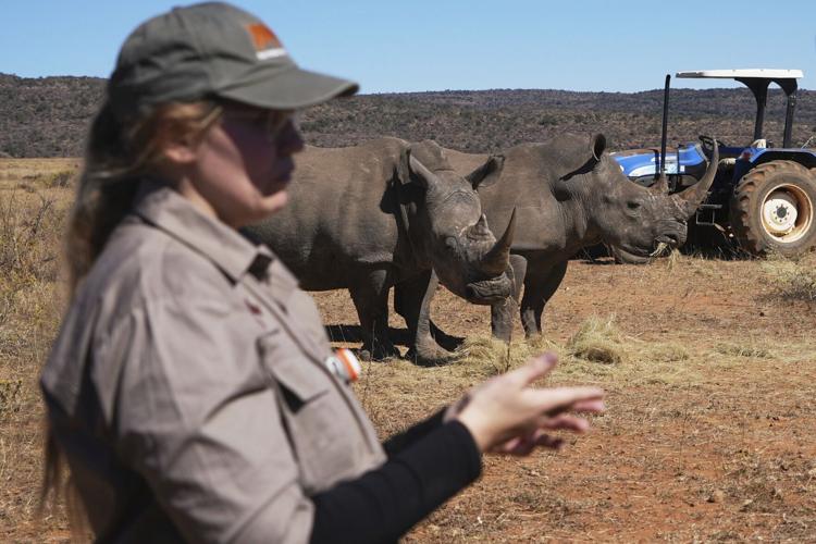 South Africa Radioactive Rhinos