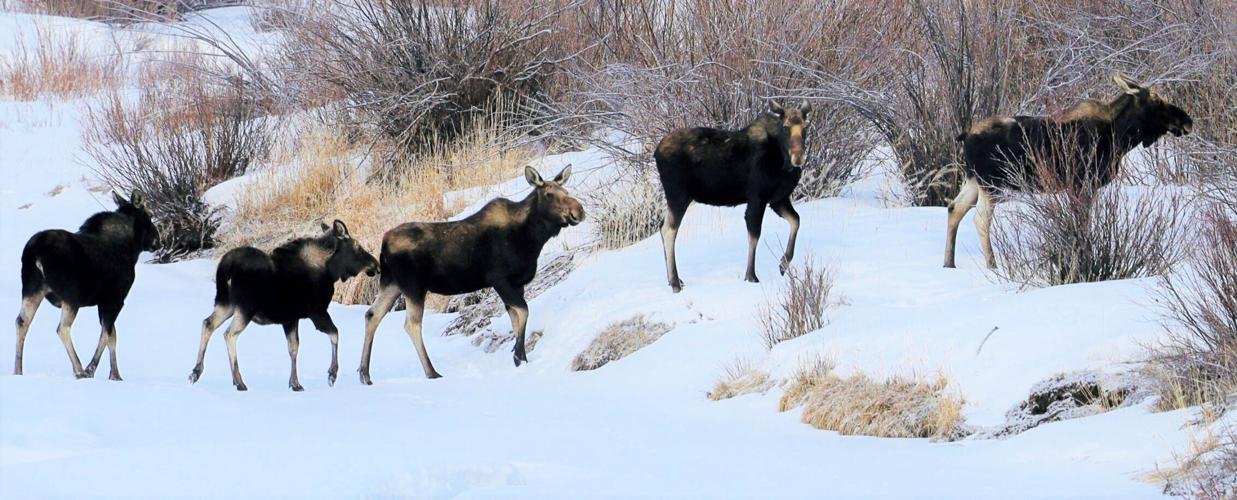 Anaconda moose