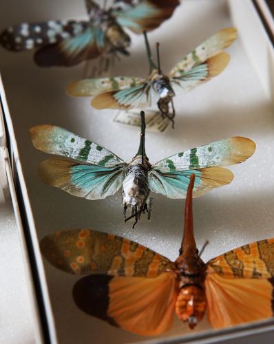 Entomologists Charlie and Lois O'Brien