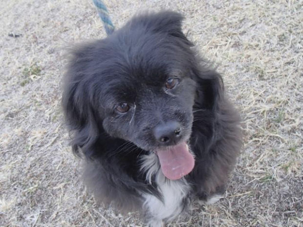 Pima Animal Care Center