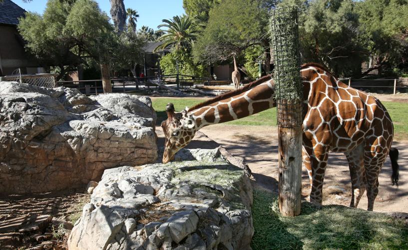 Next week: The Reid Park Zoo giraffes!!