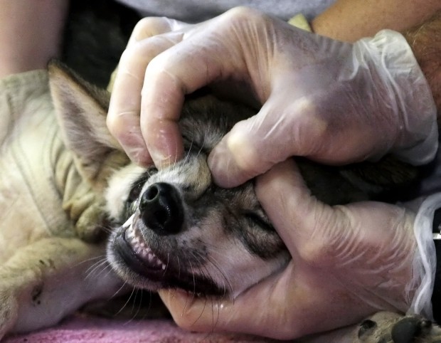 Cachorros de Lobo Mexicano: esperanza para una especie en peligro de extinción   