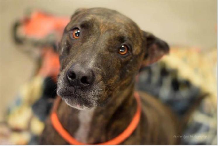 Adopt A Friend: Gemma