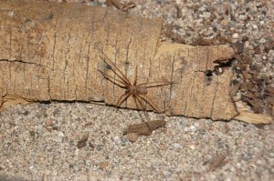 Arizona Spiders Identification Chart