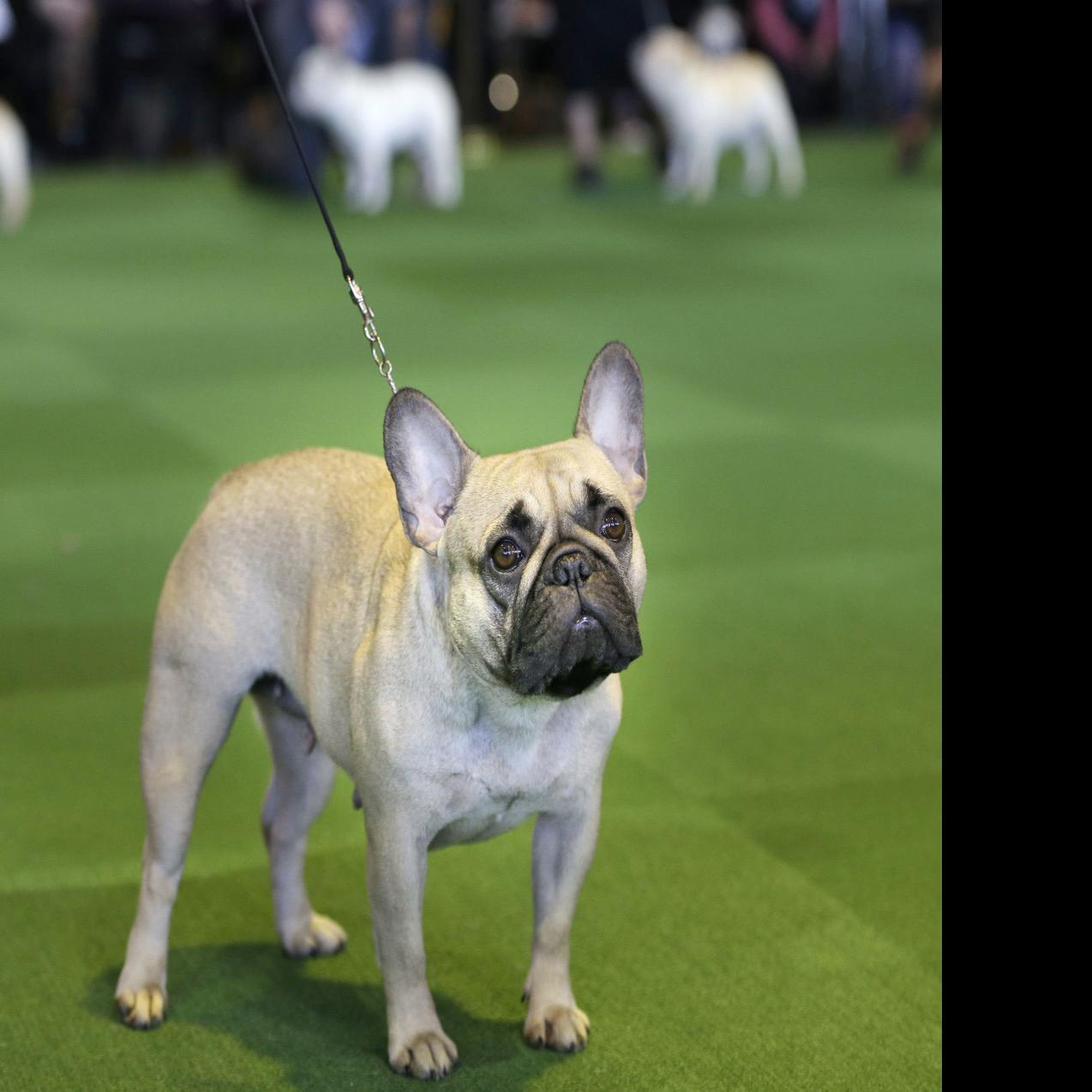 Labs Still Lead But French Bulldogs Leap In Popularity In Us Pets Tucson Com