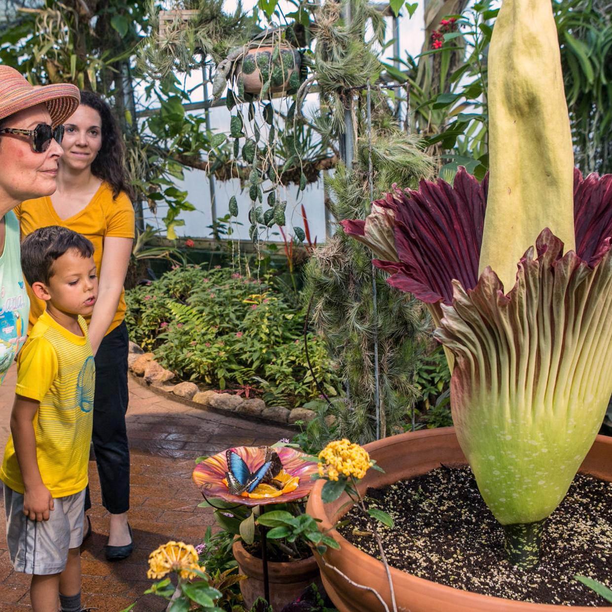 Tucson Botanical Gardens Extends Hours Today To Visit Rosie The