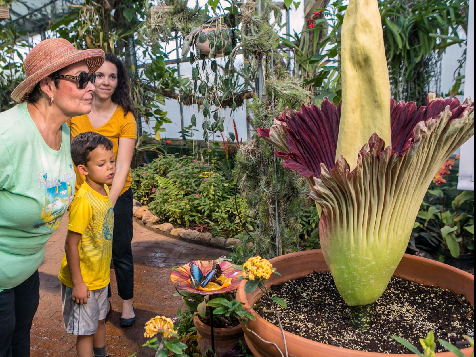 Tucson Botanical Gardens Extends Hours Today To Visit Rosie The Corpse Flower Local News Tucson Com
