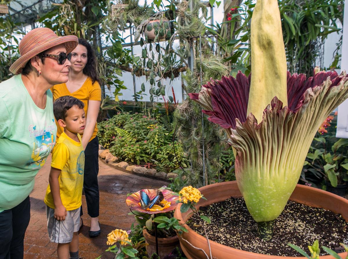 Tucson Botanical Gardens extends hours today to visit Rosie the 'corpse ...