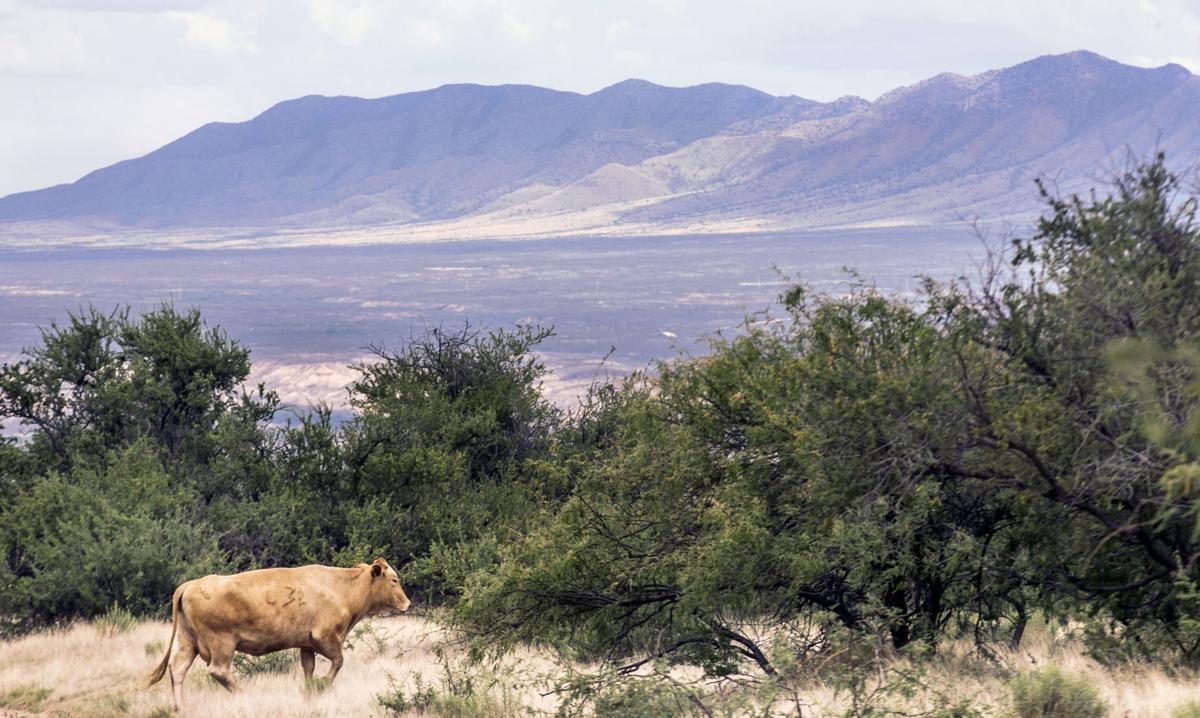 Villages at Vigneto-Whetstone Ranch
