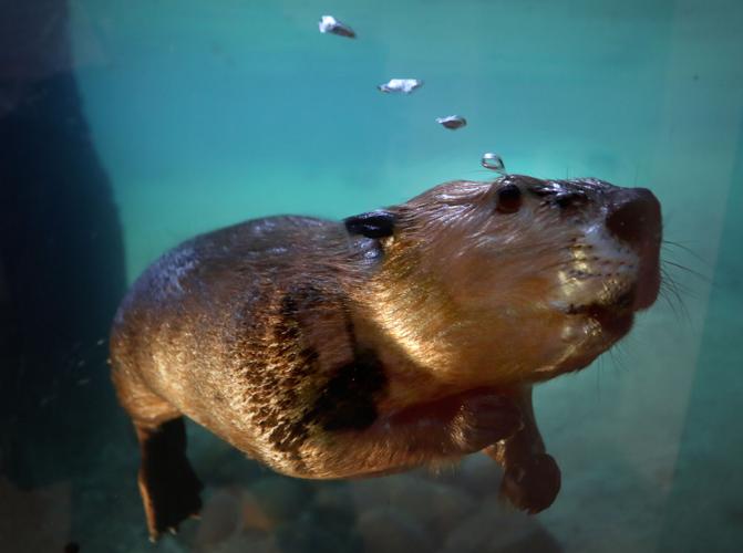 Arizona-Sonora Desert Museum