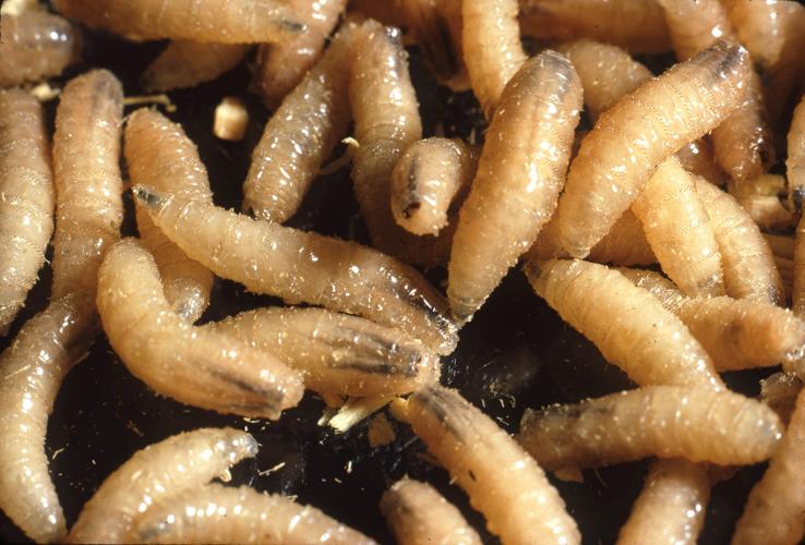 Southern Arizona confirms first case of New World screwworm