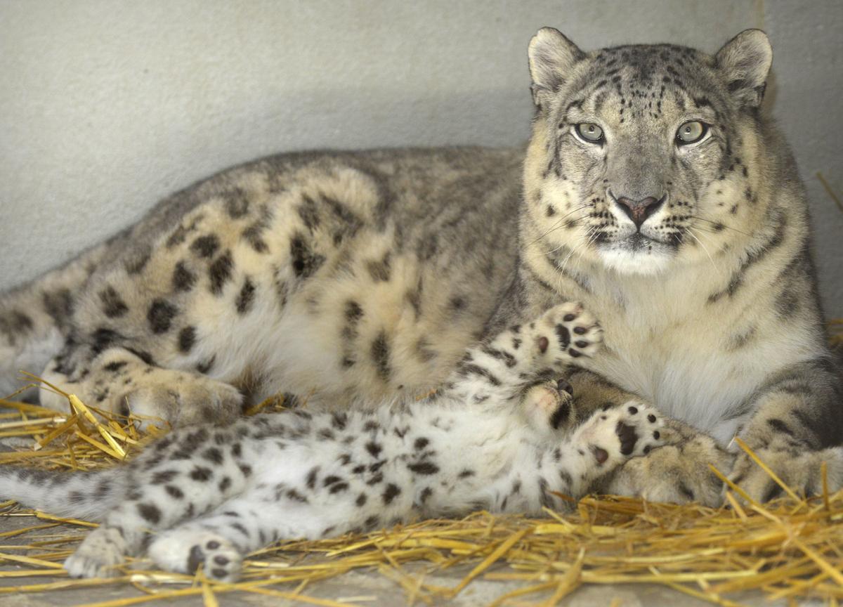Baby zoo animals