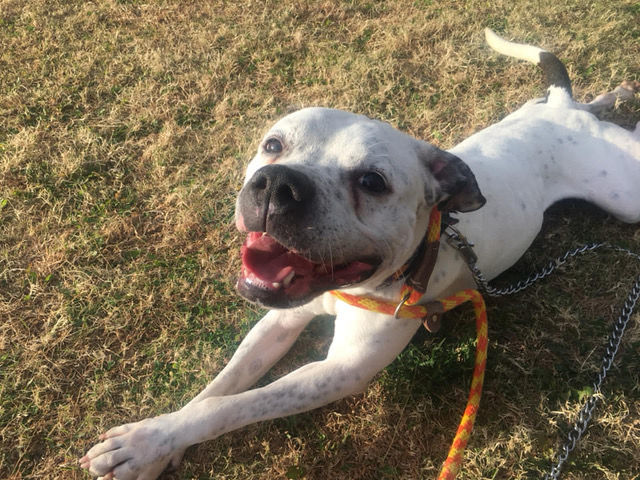 Adopt a friend: Radar