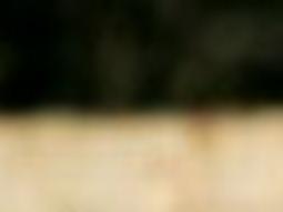 Taxpayers Buy Birth Control For Stray Cats Local News Tucson Com