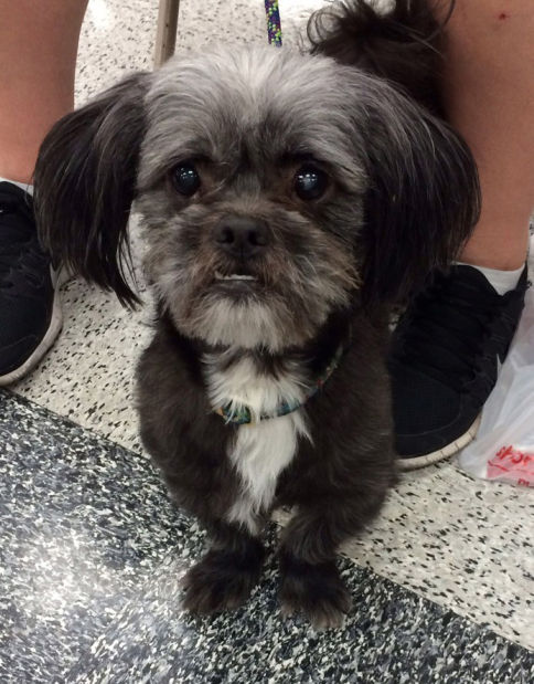 030614-cal-pets-p10
