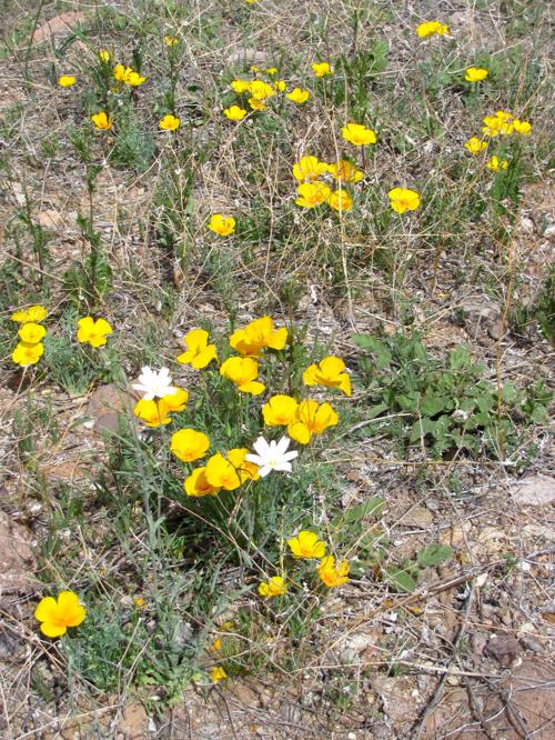 Clump of poppies