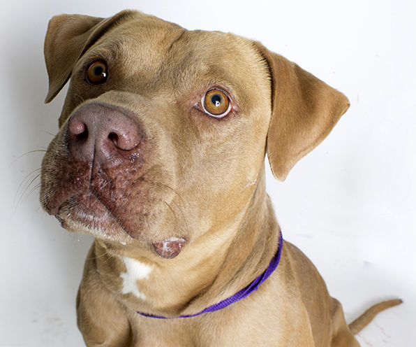 Adopt a Friend: Gunther