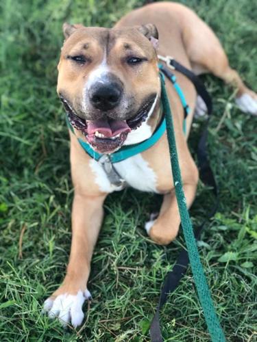 Adopt a friend: Arnold