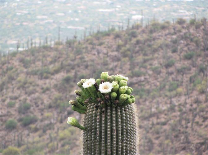 Saguaros bloom while snow falls