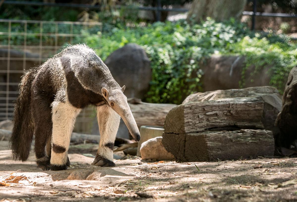 Reid Park Zoo Sales tax Hike Passes As Last Votes Are Counted Local reid-park-zoo-sales-tax-hike-passes-as-last-votes-are-counted-local