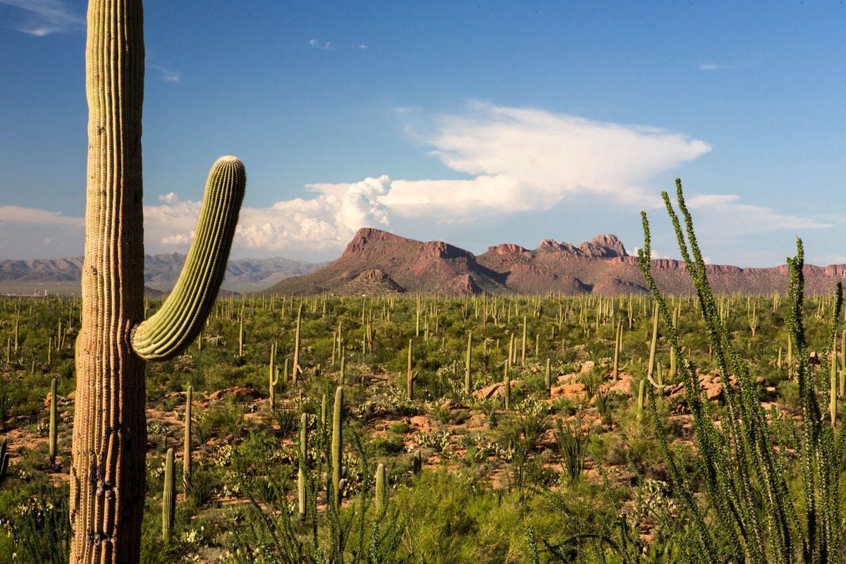 Saguaro National park