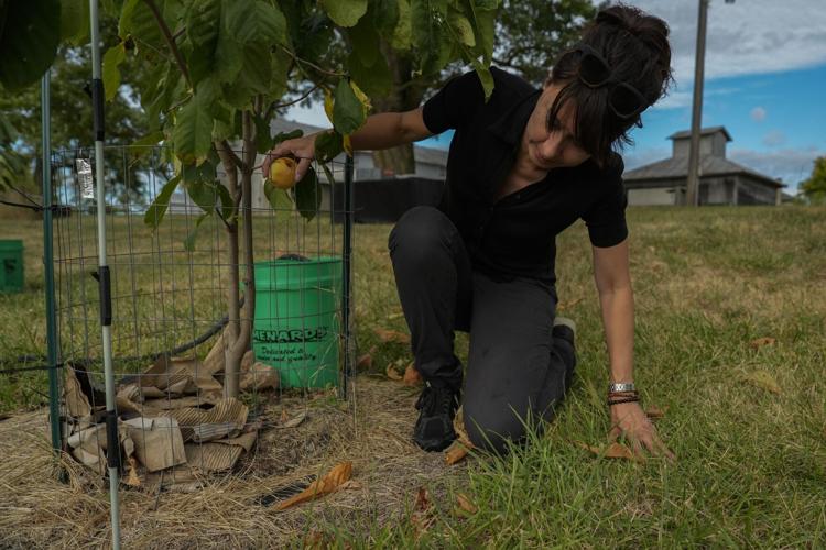 Climate Drought Pawpaw