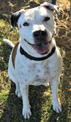 Adopt A Friend: Kate