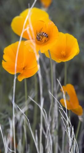 Wildflowers could be great, thanks to our 2+ inches of rain   