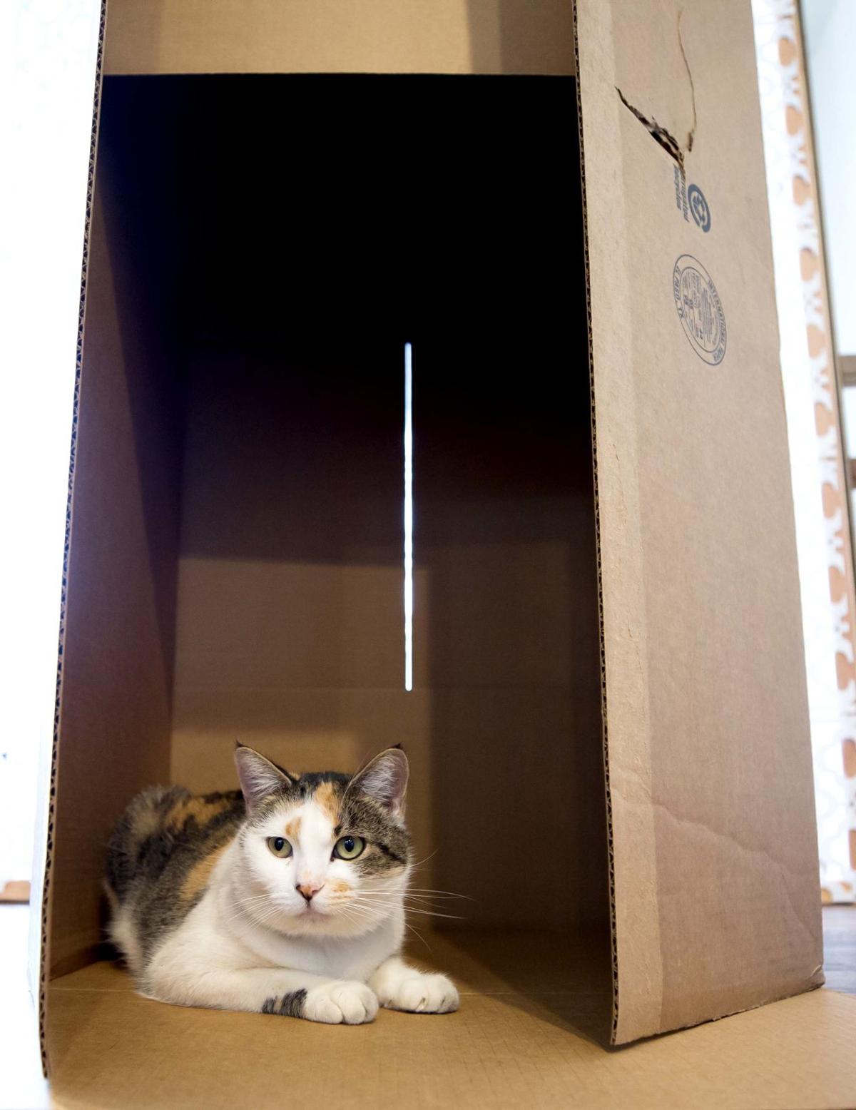 Big City Venue Comes To Tucson A Cat Lounge Business News