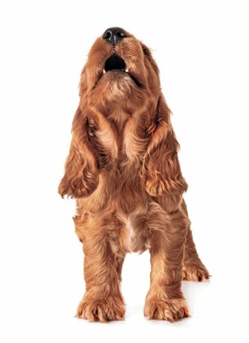 puppy cocker spaniel