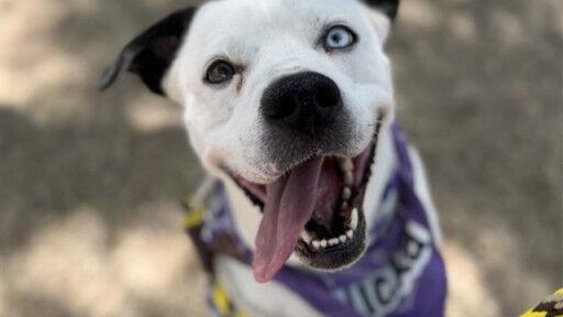 Pets for adoption
