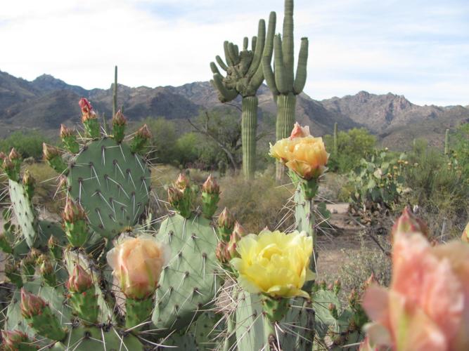 Blooming prickly pear