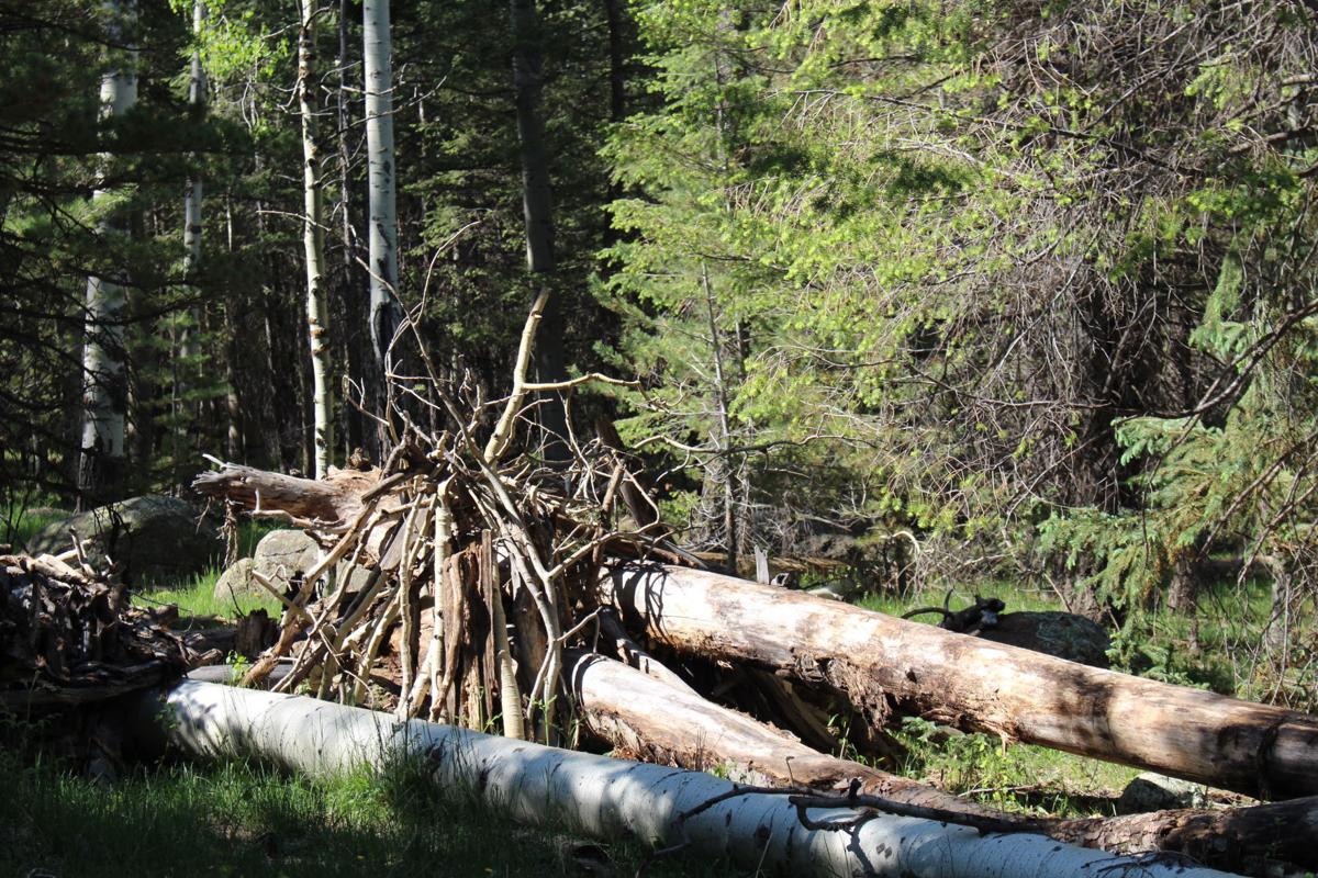 Hiking the Aspen Corner in the Flagstaff area Hiking and recreation